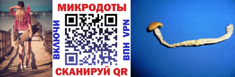 Купить  Калтан  Галлюциногенные грибы Psilocybine cubensis 